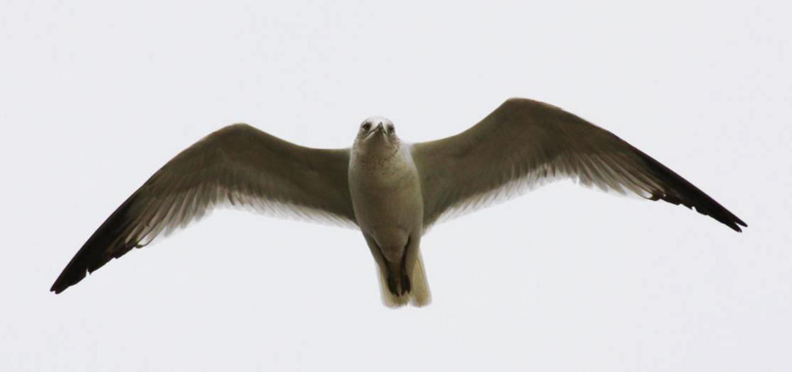 Gull overflight